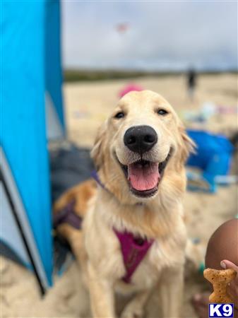 Wrightsgolden1 Picture 1